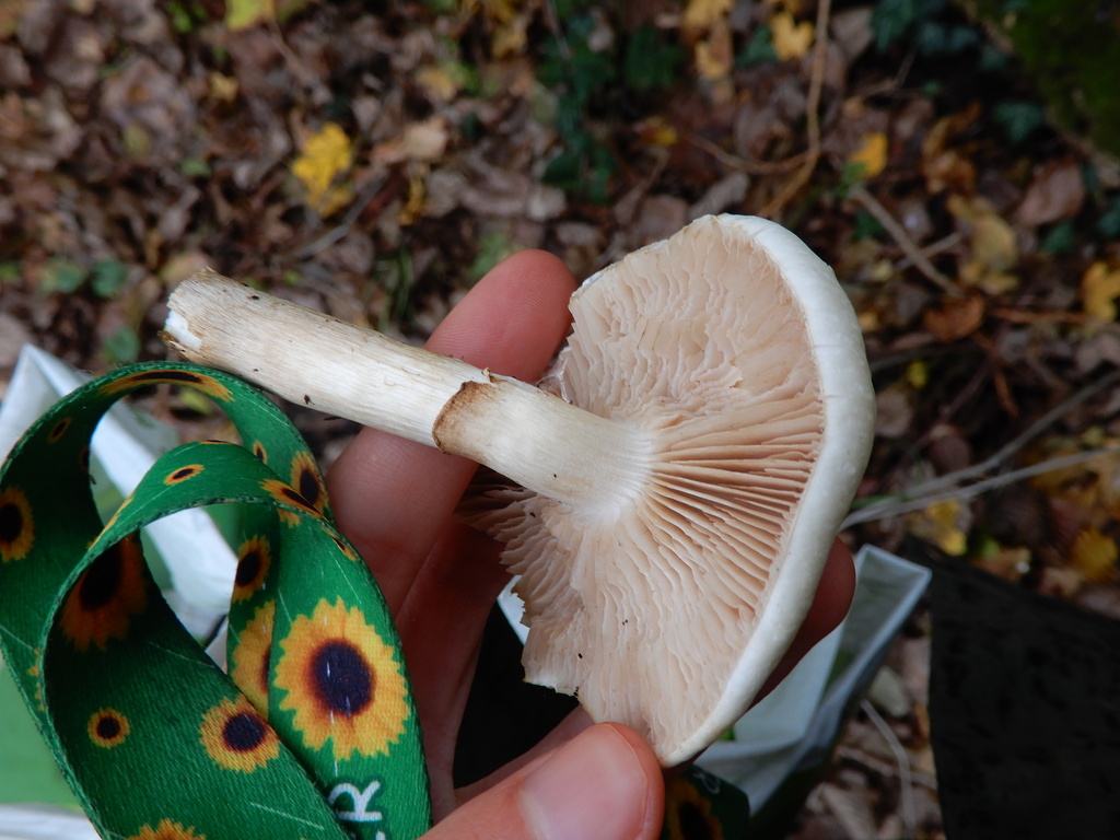 Cyclocybe cylindracea · November 2025 · photo: © cryptomarasmius (iNaturalist, cc-by)