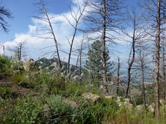 Ipomopsis aggregata candida