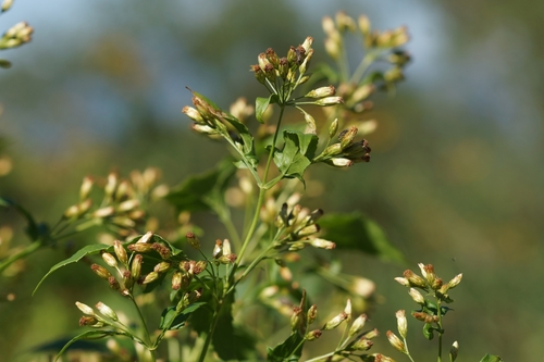 Kyrsteniopsis spinaciifolia, 2018-12-02