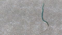 Phyllodocidae