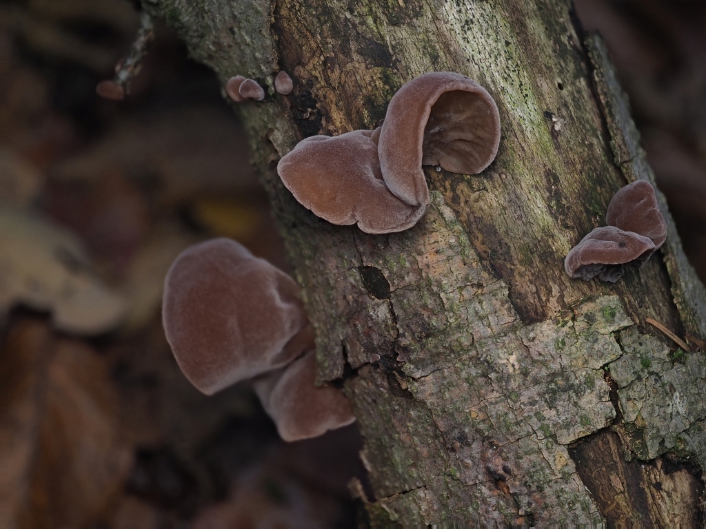 Auricularia auricula-judae · November 2025 · photo: © v_nebenfuehr (iNaturalist, cc-by)
