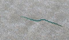 Phyllodocidae
