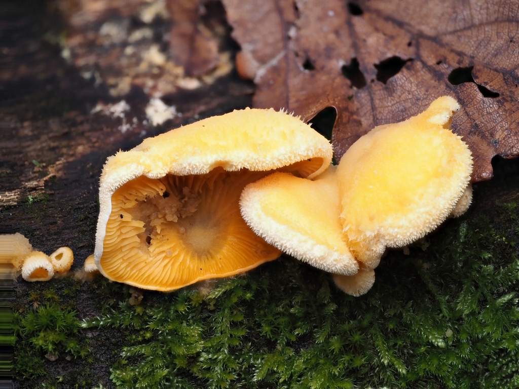 Phyllotopsis nidulans · November 2025 · photo: © v_nebenfuehr (iNaturalist, cc-by)