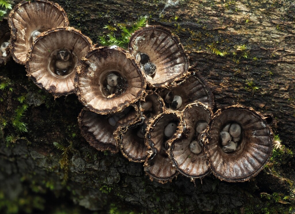 Cyathus striatus · November 2025 · photo: © v_nebenfuehr (iNaturalist, cc-by)