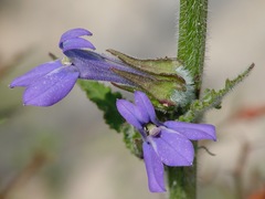 Lobelia reverchonii