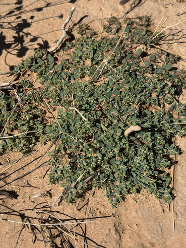Sawtooth Sandmat (Euphorbia serrula)