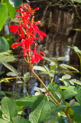 Lobelia cardinalis image