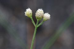 Isocarpha oppositifolia