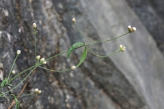 Isocarpha oppositifolia
