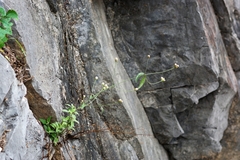 Isocarpha oppositifolia