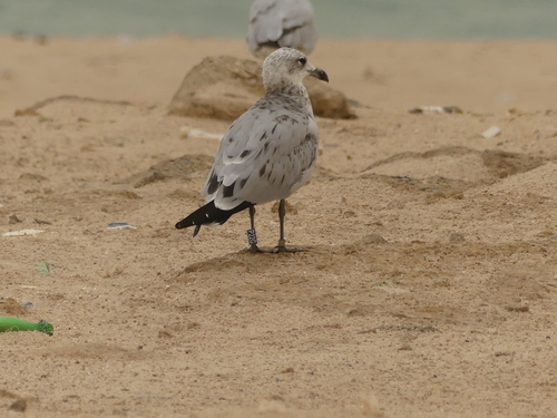 Audouin’s Gull｜奥杜安鸥 参考照片