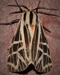 Apantesis phyllira