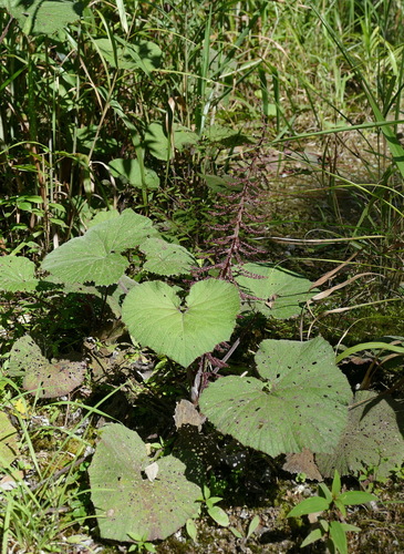 Gunnera macrophylla observed 2025-04-22