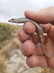 Oligosoma smithi
