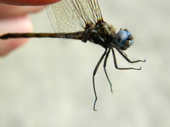 Macrothemis