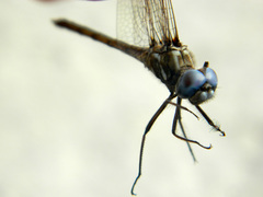 Macrothemis