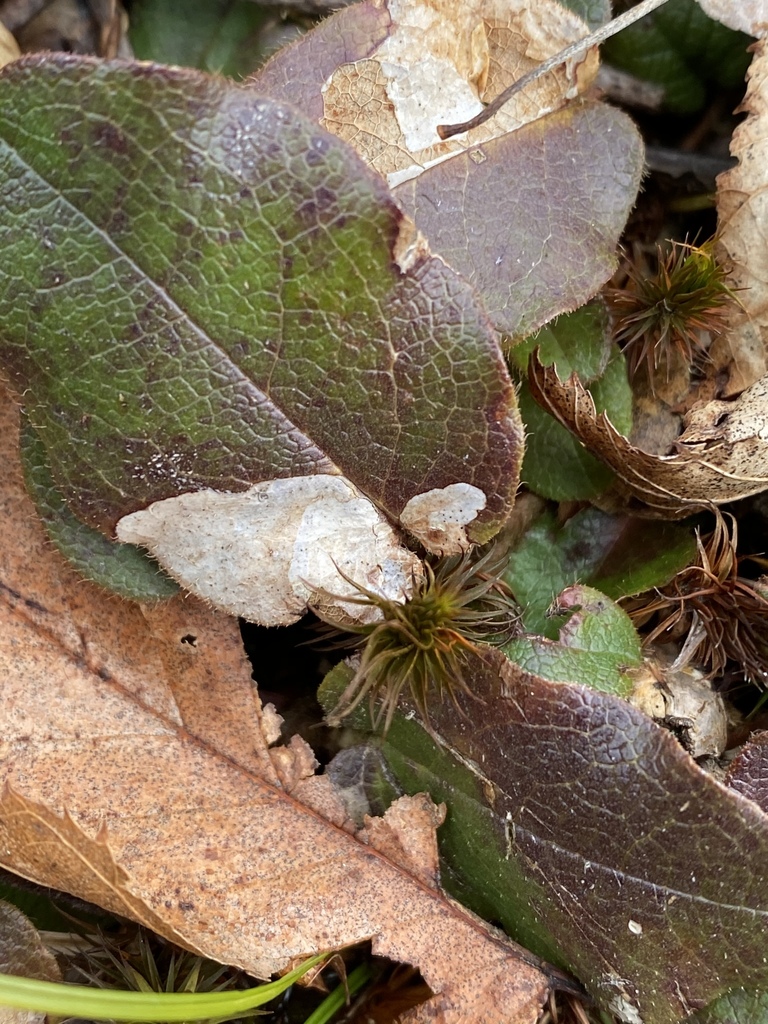 Brachys howdeni