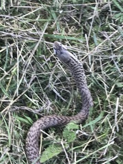 Cubophis cantherigerus