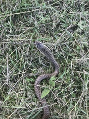 Cubophis cantherigerus