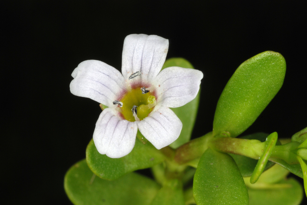 Bacopa monnieri, Coral Gables, FL, USA