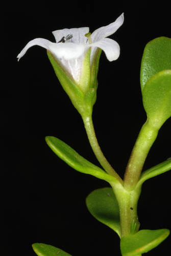 Bacopa monnieri