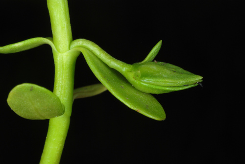Bacopa monnieri