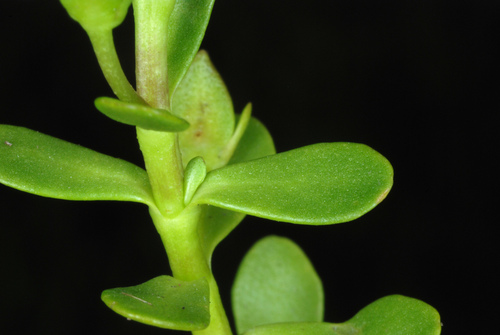 Bacopa monnieri