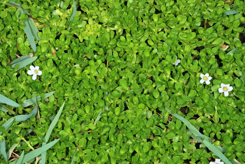 Bacopa monnieri