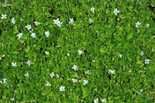 Bacopa monnieri
