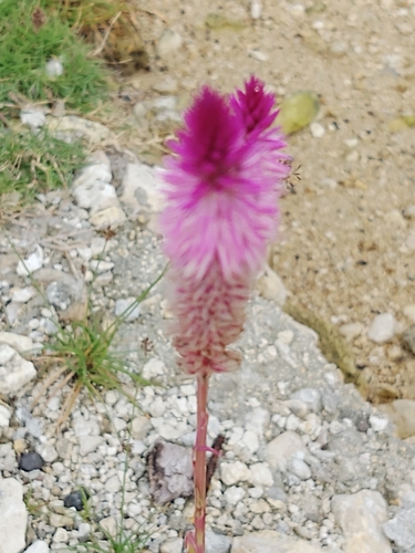 Image of Flamingo Feather Flower (Celosia spicata) by no rights reserved