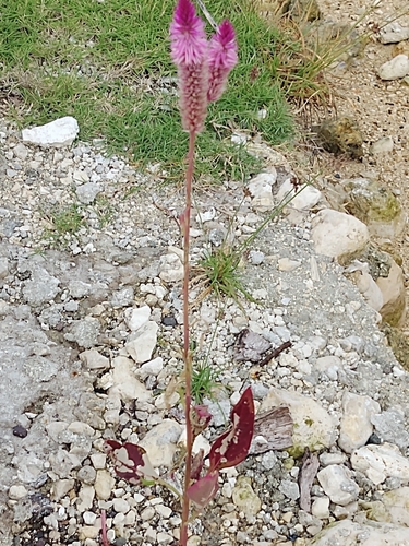 Image of Flamingo Feather Flower (Celosia spicata) by no rights reserved
