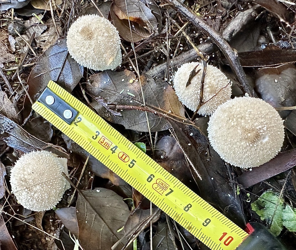 Lycoperdon perlatum · November 2025 · photo: © ruir1963 (iNaturalist, cc-by)