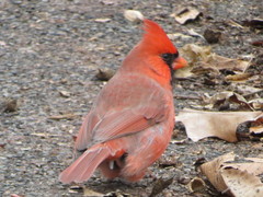 Cardinalis cardinalis