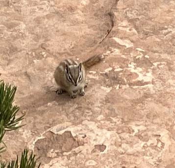 Hopi Chipmunk observed by wildflower_search