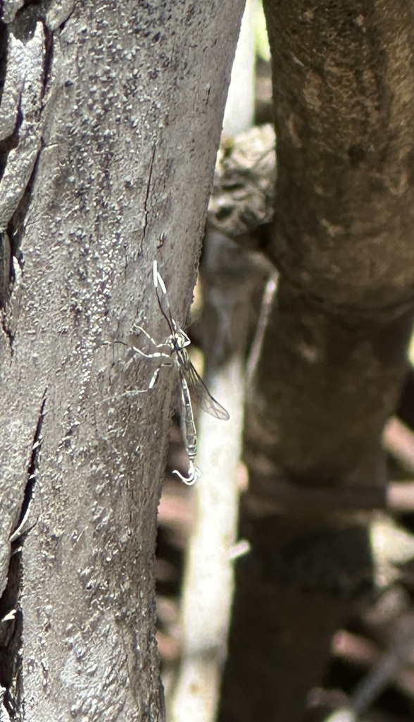 Grotea gayi
