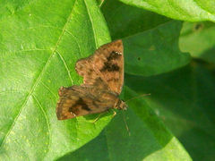 Nisoniades bromias