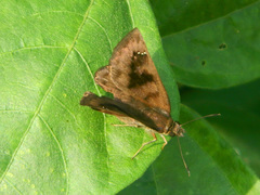 Nisoniades bromias