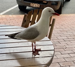 Chroicocephalus novaehollandiae scopulinus