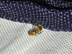 Sphaeropthalma unicolor