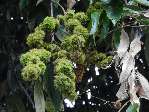 Castanopsis faberi (Castanopsis faberi)