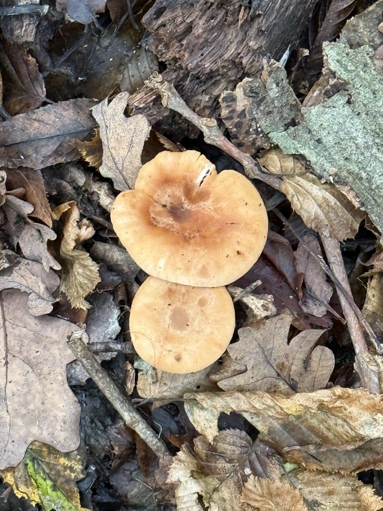 Paralepista flaccida · November 2025 · photo: © cjoynson (iNaturalist, cc0)