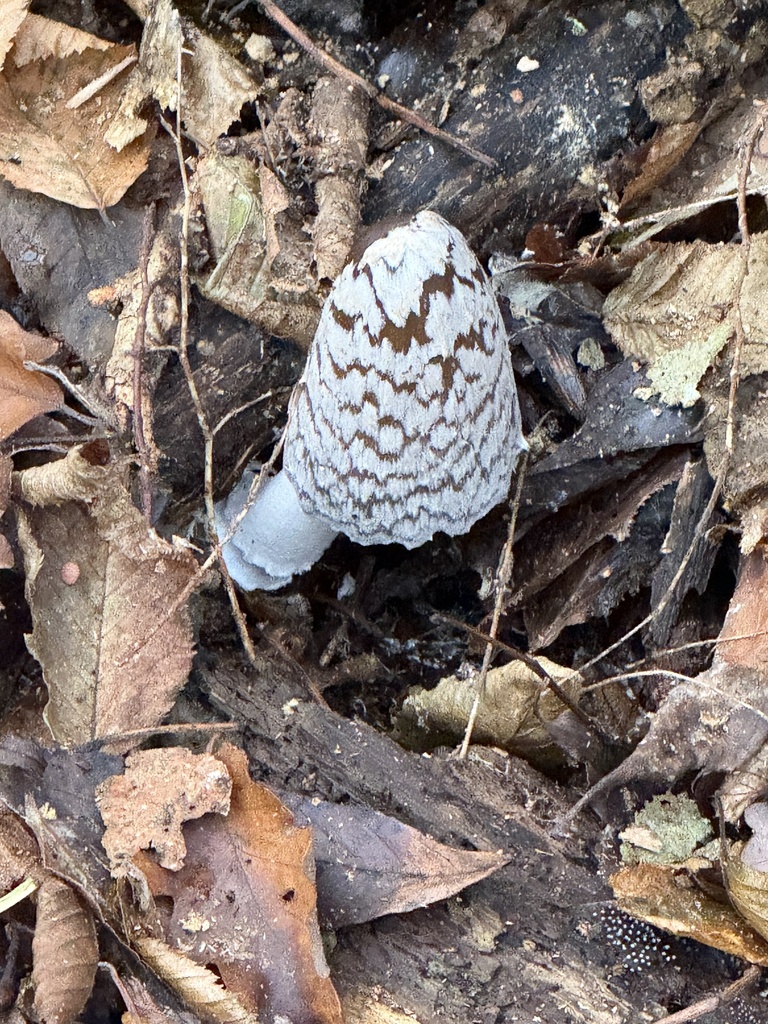 Coprinopsis picacea · November 2025 · photo: © cjoynson (iNaturalist, cc0)