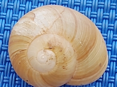 Zachrysia provisoria