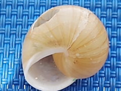 Zachrysia provisoria