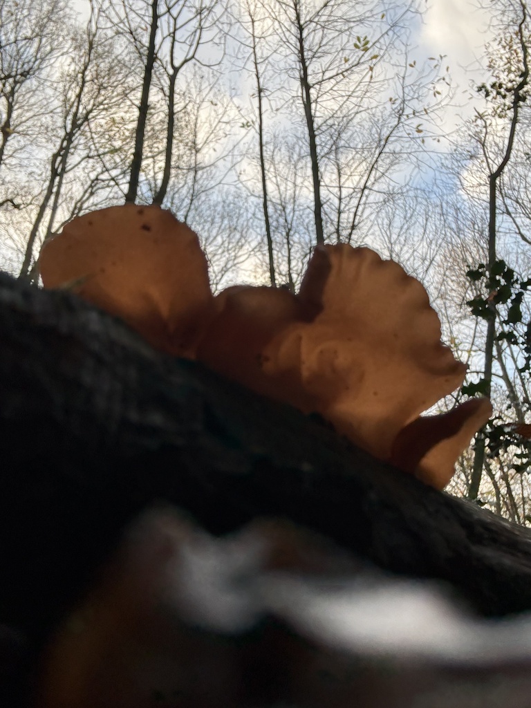 Auricularia auricula-judae · November 2025 · photo: © cjoynson (iNaturalist, cc0)
