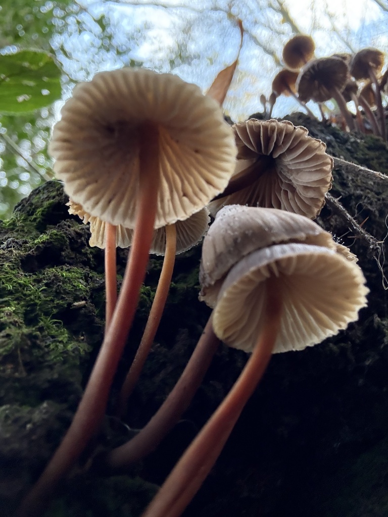 Mycena inclinata · November 2025 · photo: © cjoynson (iNaturalist, cc0)