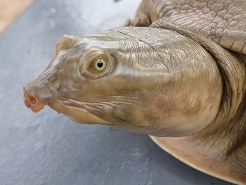 Senegal Flapshell Turtle