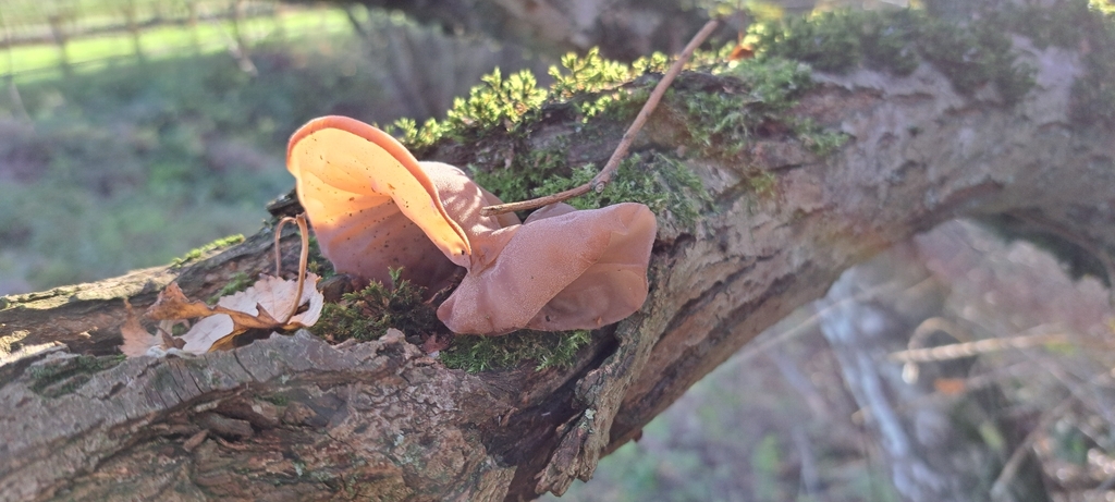 Auricularia auricula-judae · November 2025 · photo: © john_ross4 (iNaturalist, cc0)