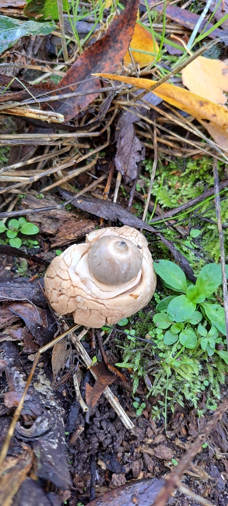 Geastrum michelianum · November 2025 · photo: © john_ross4 (iNaturalist, cc0)