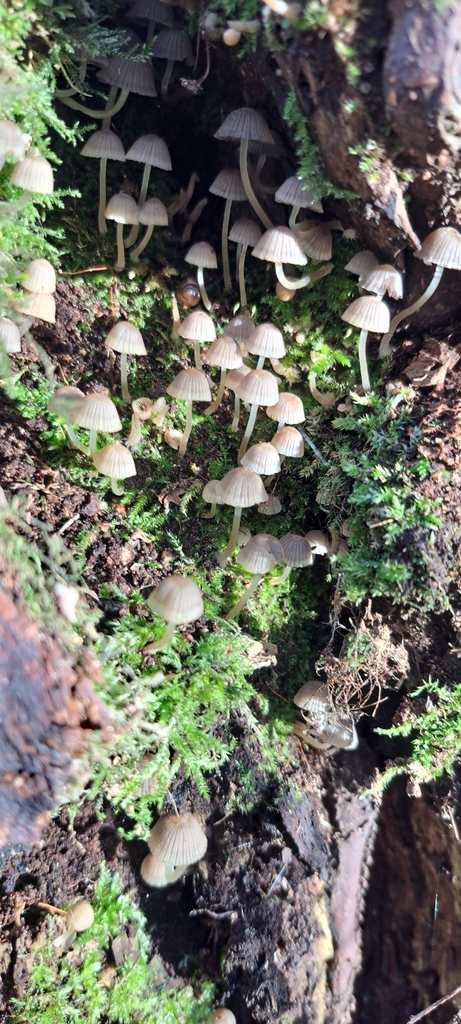 Coprinellus disseminatus · November 2025 · photo: © john_ross4 (iNaturalist, cc0)